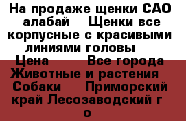 На продаже щенки САО (алабай ). Щенки все корпусные с красивыми линиями головы . › Цена ­ 30 - Все города Животные и растения » Собаки   . Приморский край,Лесозаводский г. о. 